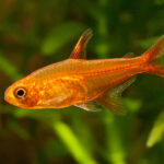 Amber Tetra Rs.40