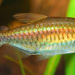 Golden Congo Tetra Rs.150