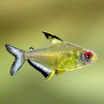 Lemon-Tetra-Fish 20
