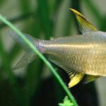 Lemon Tetra Rs.20_