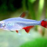 bloodfin tetra 20