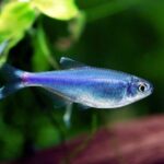 blue tetra Rs.30