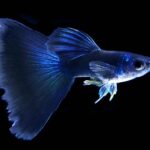 electric Blue-Guppy breeding pair 500