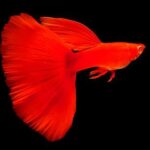 fantail red guppy breeding pair 500