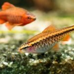 golden cherry barb 30-