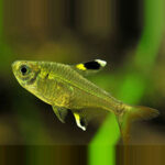 golden-pristella-tetra-online-rad-aquasystem 30