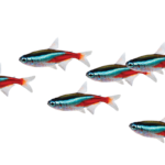 neon tetra 15