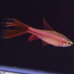 veil_tail_cherry_barb 40